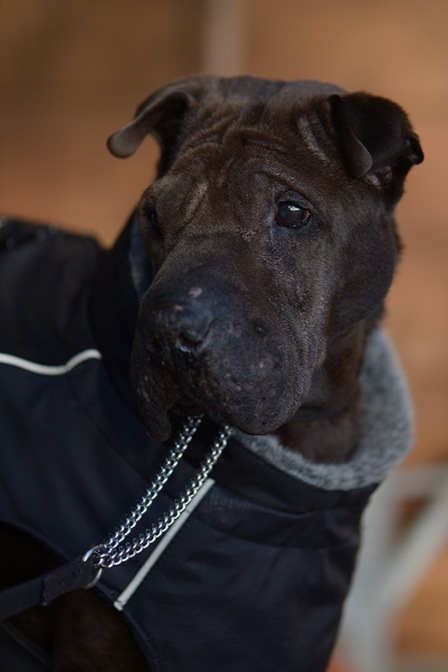 CUK_0997-cukbilder.KOseelenhund