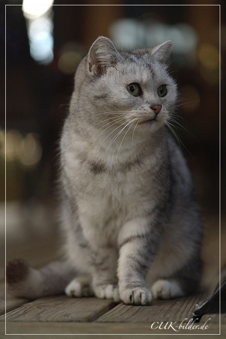 CUK_1128_01-cukbilder-krimel