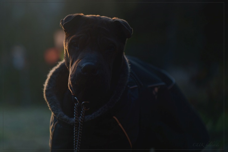 CUK_1205-cukbilder-sharpei-ko