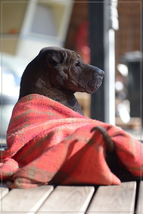 CUK_1392-cukbilder-sharpei.ko-seelenhund