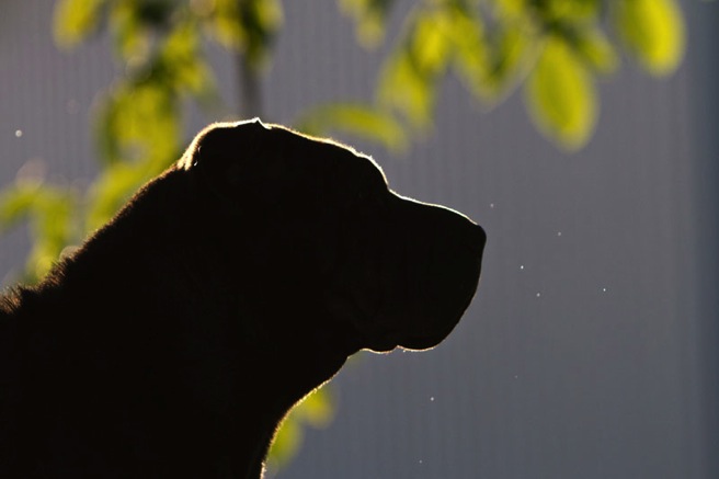 IMG_2560-k-cukbilder-KO-GL