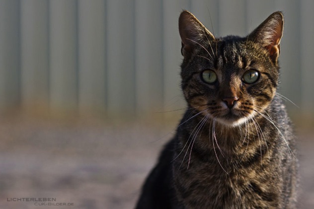 IMG_2579-ka-cukbilder-portrait-kuschel