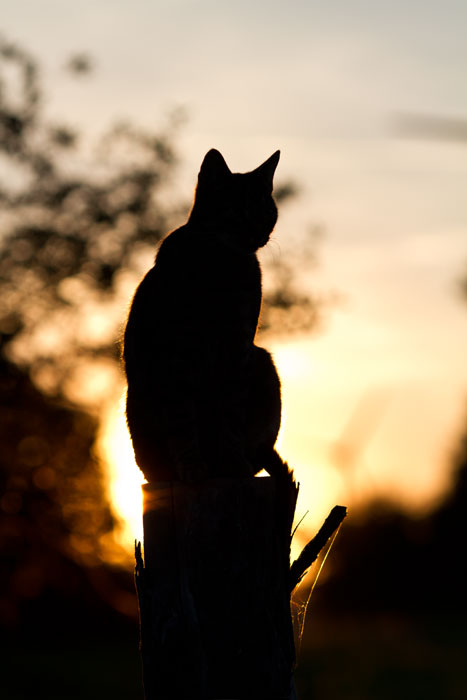 IMG_2669-k-cukbilder-GGL-700