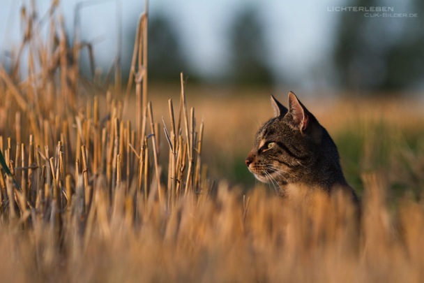 IMG_2711-k-cukbilder-rain