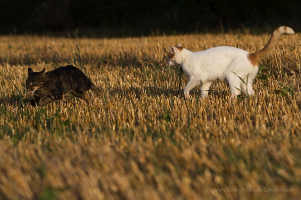 IMG_3043-ka-cukbilder-ira.kuschel