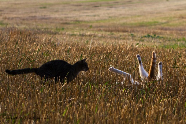 IMG_3071-ka-cukbilder-umwerfend