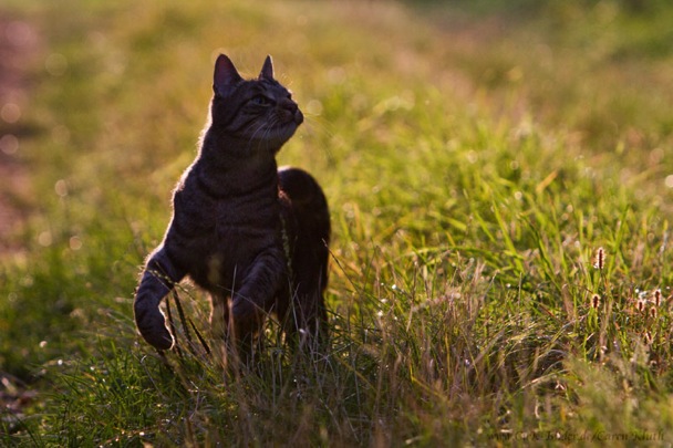 IMG_3074-ka-cukbilder-loveu-800