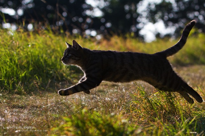 IMG_3968-ka-cukbilder-ginni