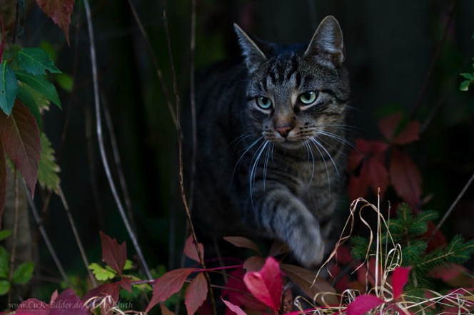 IMG_4168-k-cukbilder-herbstlich