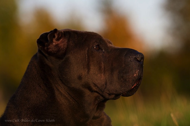 IMG_4337-ka-cukbilder-seelenhund