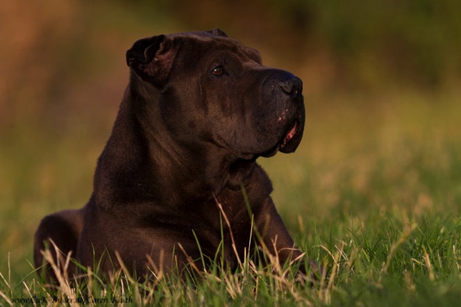 IMG_4341-ka-cukbilder-seelenhund