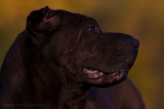 IMG_4343-ka-hf-seelenhund