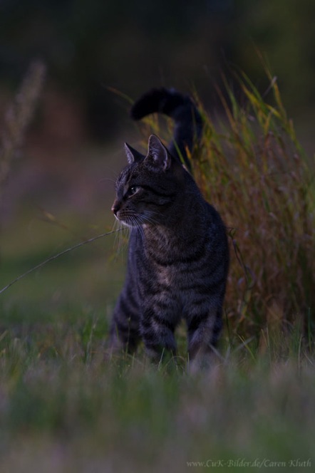 IMG_4378-k-cukbilder-ginni