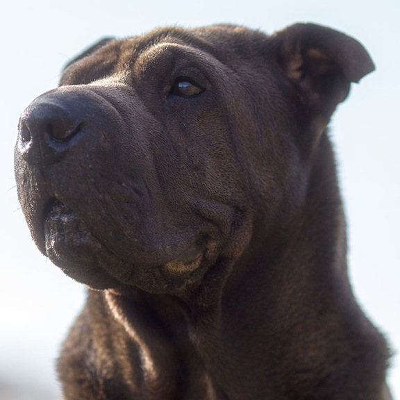 IMG_4396-kb-cukbilder-sharpei-KO