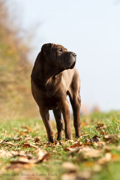 IMG_4537-k-cukbilder-KO-