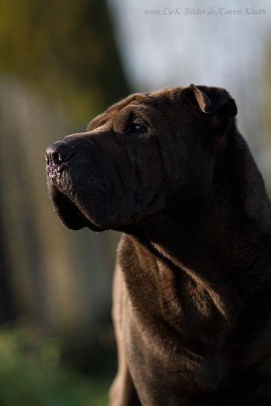 IMG_4555-k-cukbilder-KO-