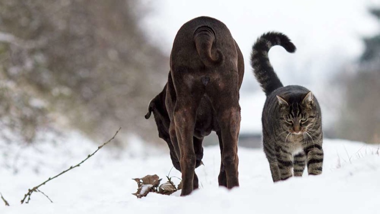 IMG_4596-k-cukbilder-jederseins