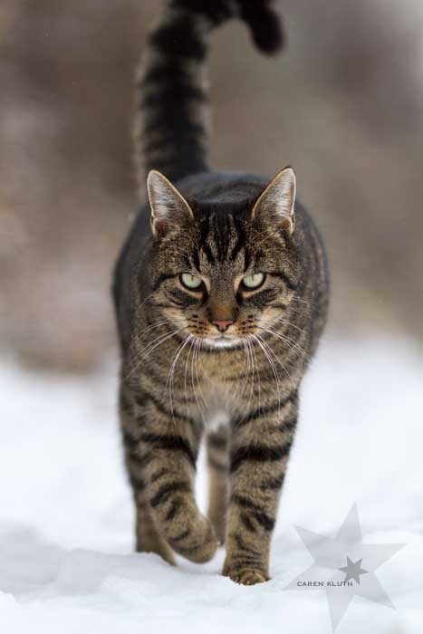 IMG_4597-k2-cukbilder-brokenwalkingstick