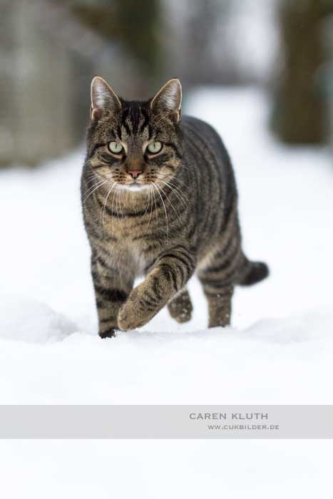 IMG_4616-k2-cukbilder-gaerten