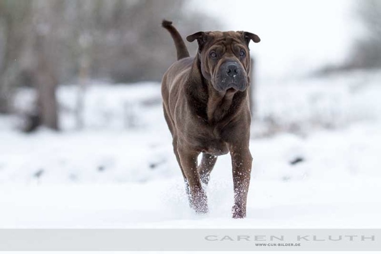 IMG_4633-k-cukbilder-KO-12-12-12