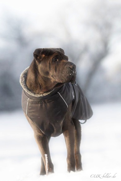 IMG_4717-kb-cukbilder-KO