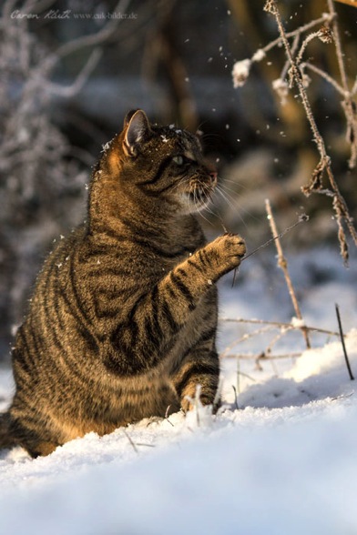 IMG_4747-k-cukbilder-snow