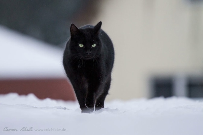 IMG_4869-k-cukbilder-haushoch