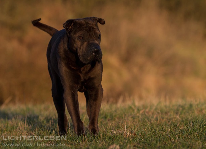 IMG_4968-ka-cukbilder-KO