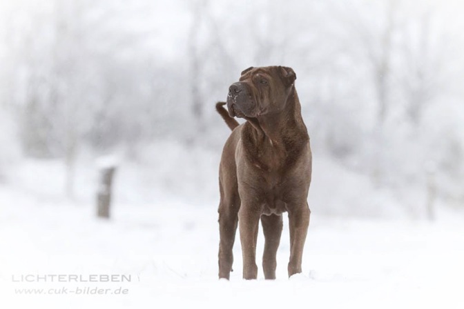 IMG_5044-k-cukbilder-KO-bea1