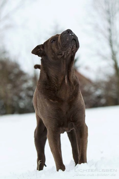 IMG_5069-k-cukbilder-KO-lomo1