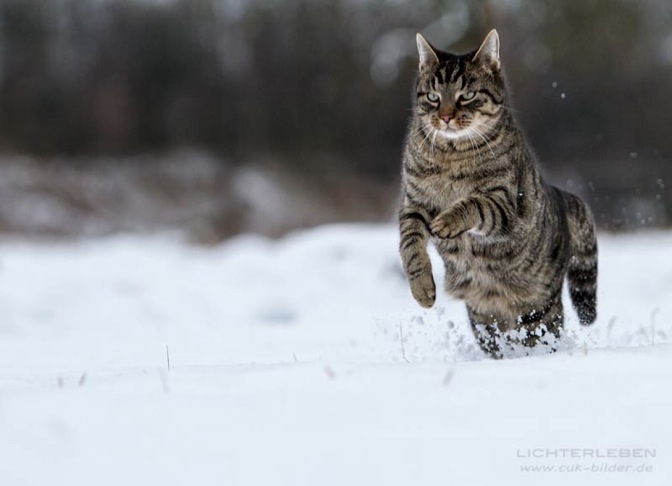 IMG_5105-ka-cukbilder-schnee-ginni