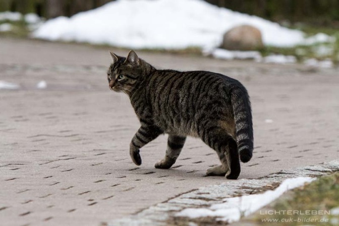 IMG_5337-k-cukbilder-meinbeeebie