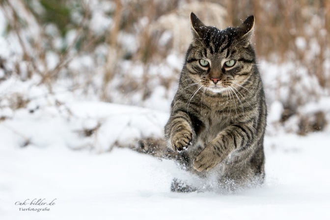 IMG_5411-k-cukbilder-ginni