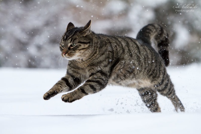 IMG_5517-k1-cukbilder-ginni