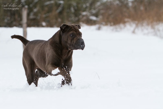 IMG_5542-k-cukbilder-KO