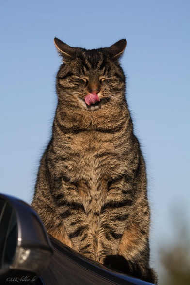 IMG_5698-k-cukbilder-liebedich