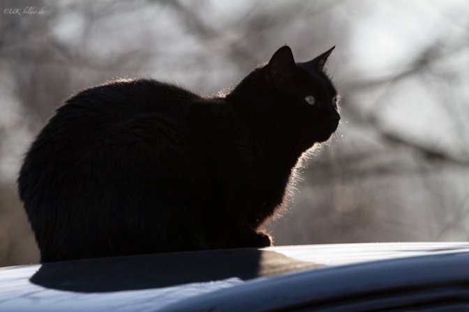 IMG_5705-k-cukbilder-emilio