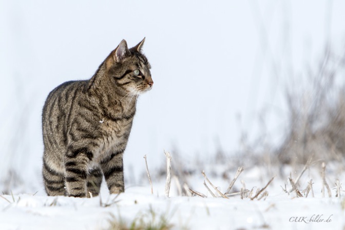 IMG_5750-ka-cukbilder-ginni