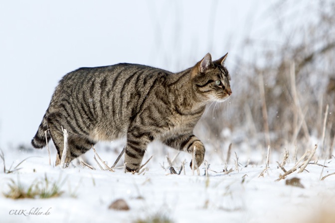 IMG_5751-k-cukbilder-spring