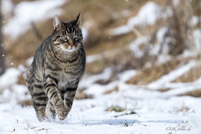 IMG_5756-ka-cukbilder-ginni