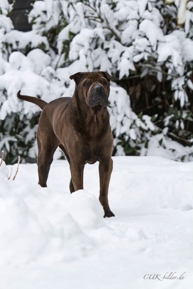 IMG_5785-k-cukbilder-KO