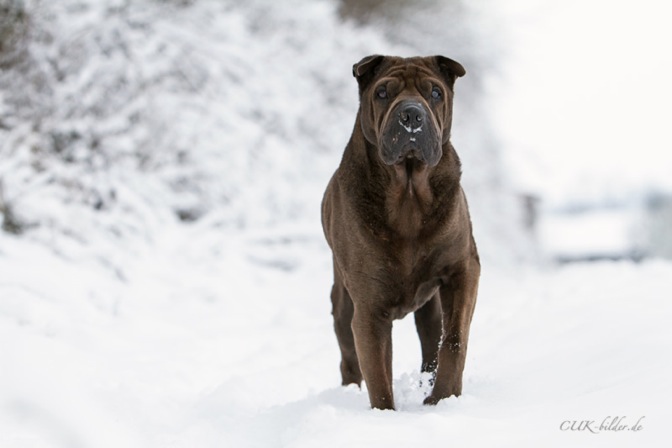 IMG_5801-k-cukbilder-KO-19.3.2013