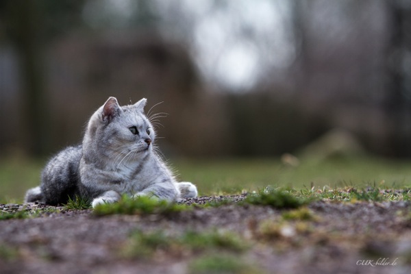 IMG_6499-k-cukbilder-krimele