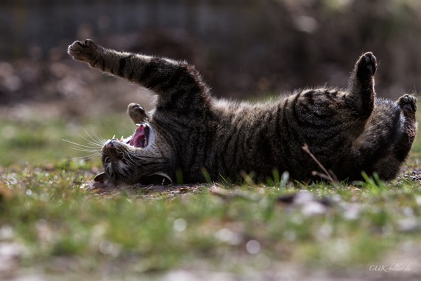 IMG_6502-k-cukbilder-rolle