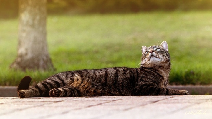 IMG_6832-ka-cukbilder-3-streetboy