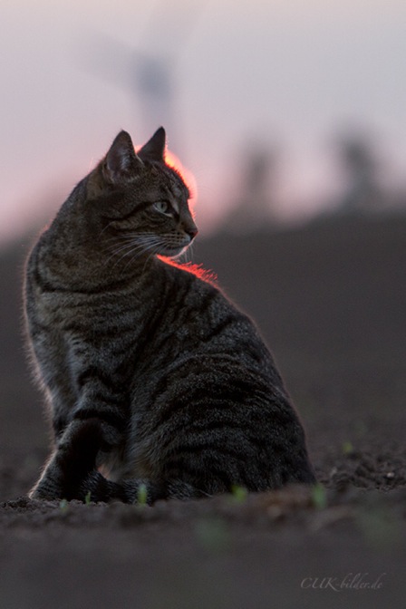 IMG_6903-k-cukbilder-gluegbirne-c