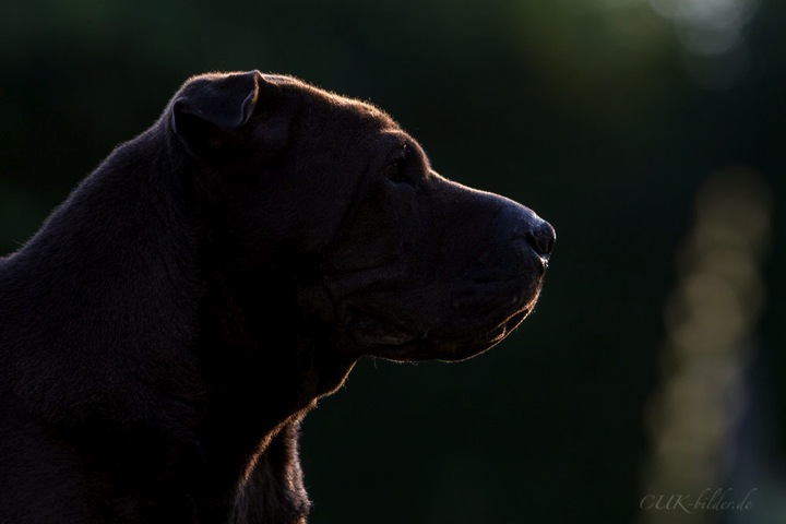 IMG_8202-ka-cukbilder-KO