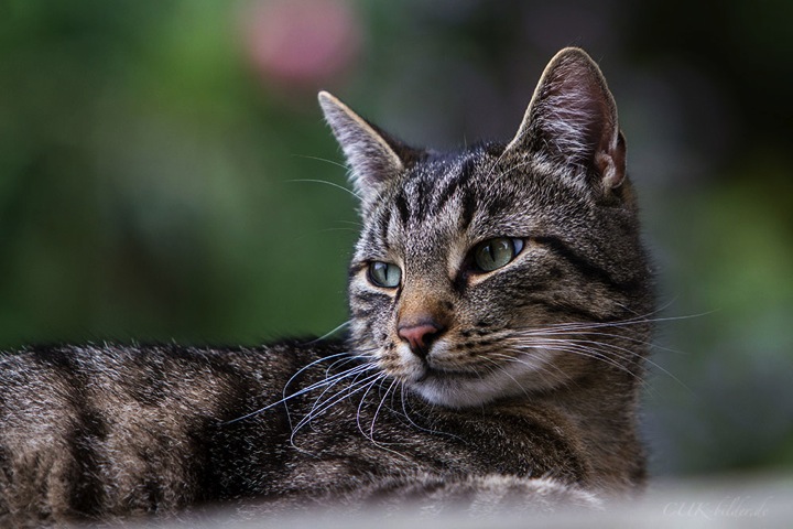 IMG_8270-kg-cukbilder-portraitofacat