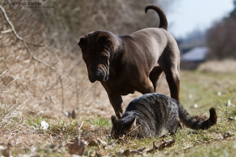 IMG_8284-ka-mausejagd-800