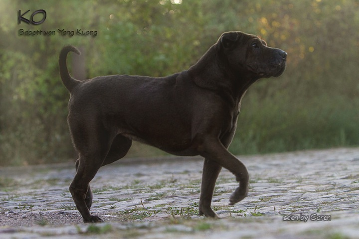 IMG_8705-kb4-1-cukbilder-KO